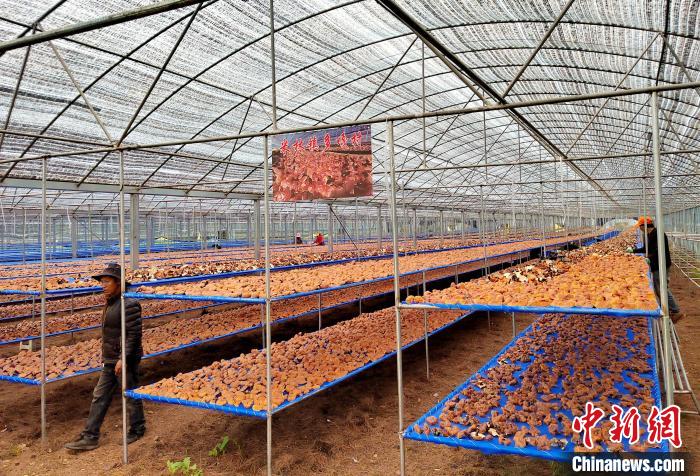 圖為紅太陽科技示范家庭農(nóng)場采收的靈芝?！∑酱胪喙﹫D