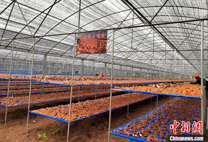 圖為紅太陽科技示范家庭農(nóng)場采收的靈芝。　平措旺青供圖