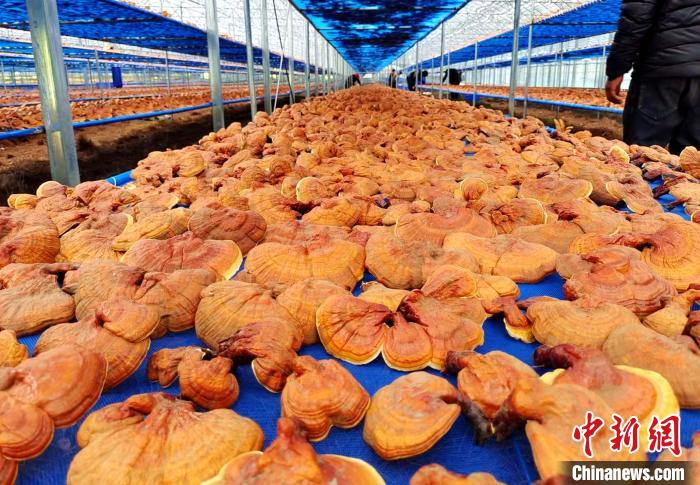 圖為紅太陽科技示范家庭農(nóng)場采收的靈芝?！∑酱胪喙﹫D