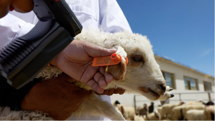 大美邊疆行丨西藏:固邊興邊富民 打造高原邊疆美麗新畫卷