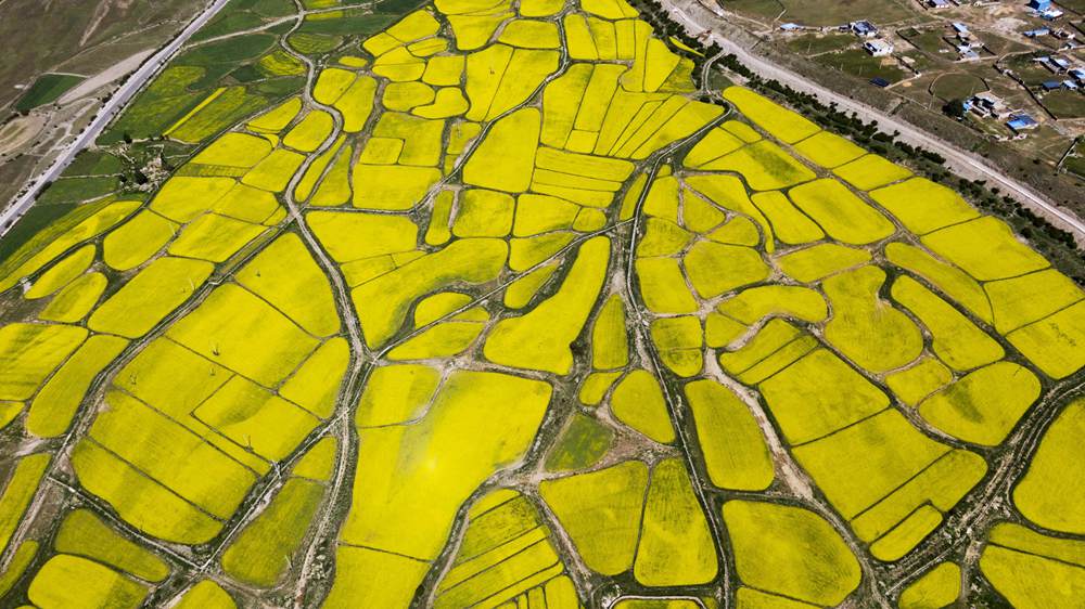 西藏墨竹工卡縣油菜農田。