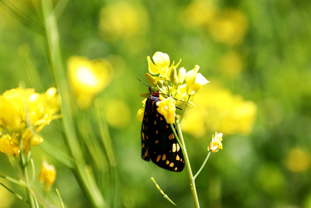 一只蝴蝶停留在油菜花上。