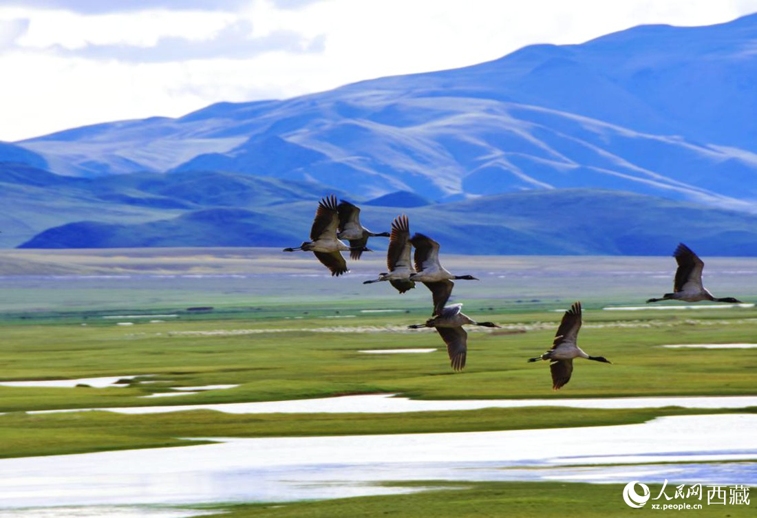 黑頸鶴在草原起舞。人民網(wǎng) 李海霞攝