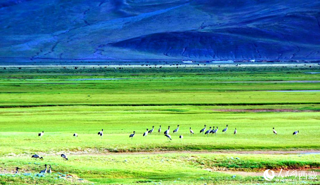 這個(gè)季節(jié)正是黑頸鶴繁殖季。人民網(wǎng) 李海霞攝