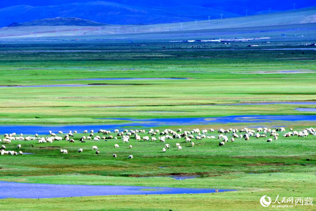 水草豐美的草原，牛羊悠閑覓食。人民網(wǎng) 李海霞攝