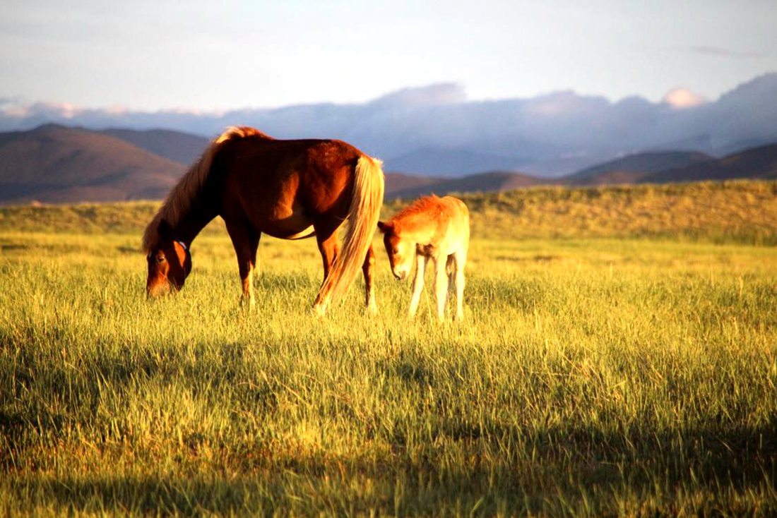 馬兒在草地上覓食。普布桑杰攝