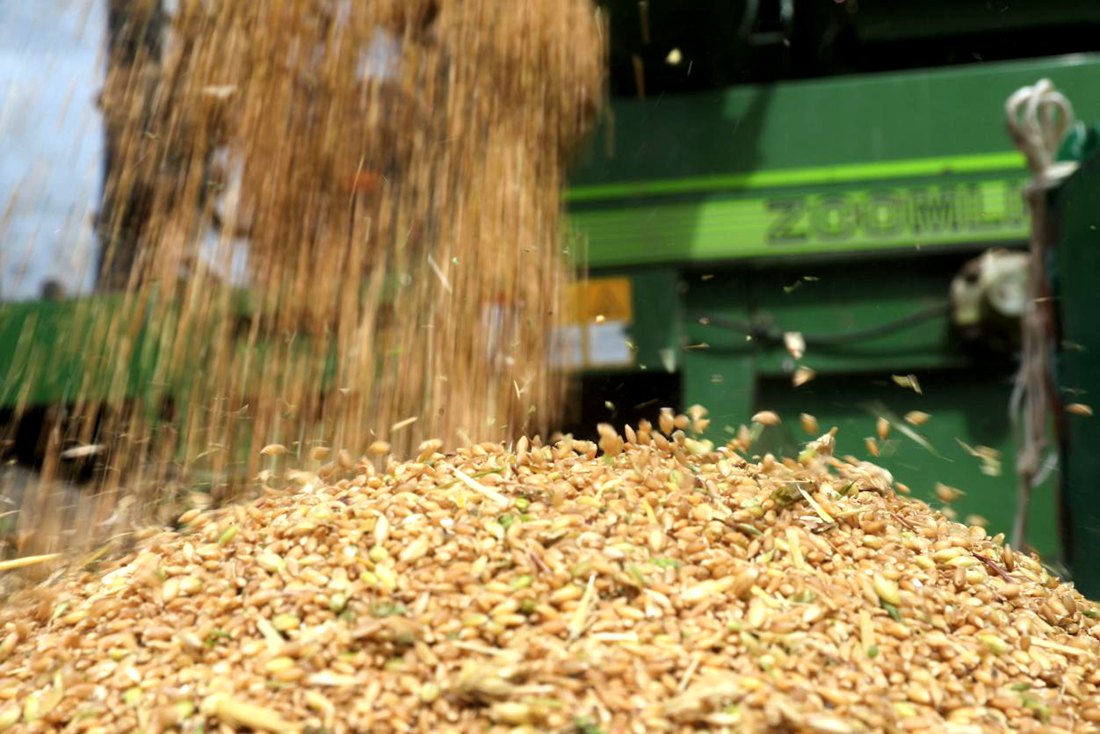 承載著希望的青稞，顆粒歸倉。洛克攝