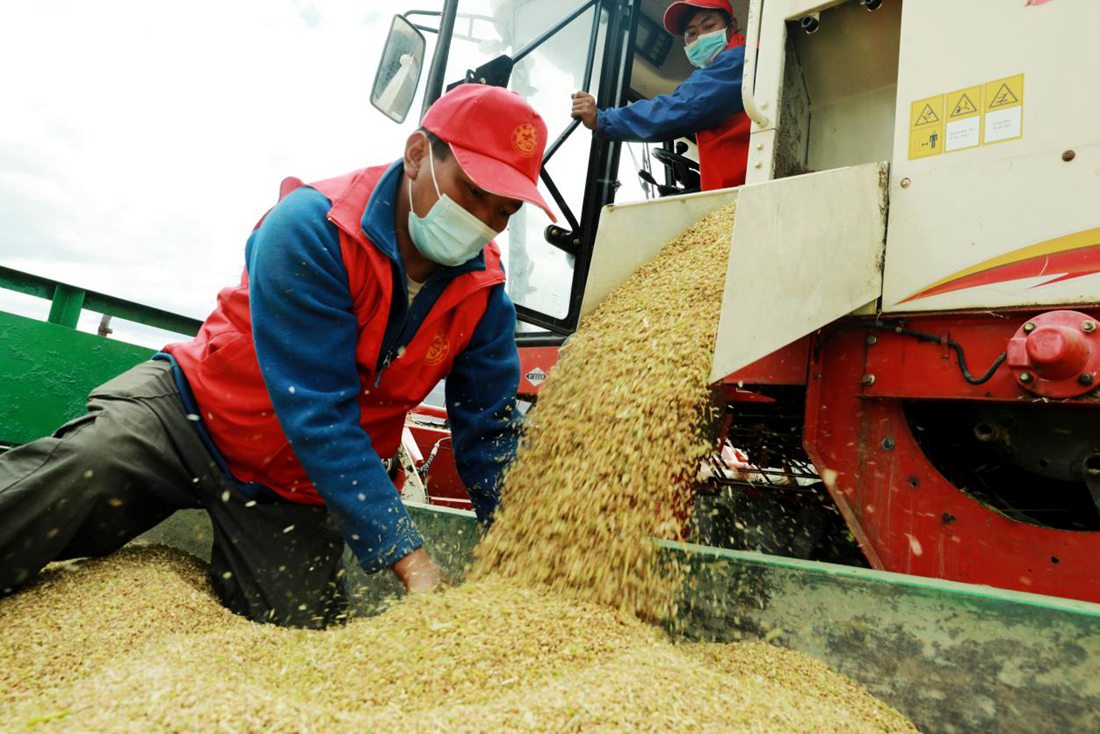 疫情之下，志愿者是田間最美的風景。洛克攝
