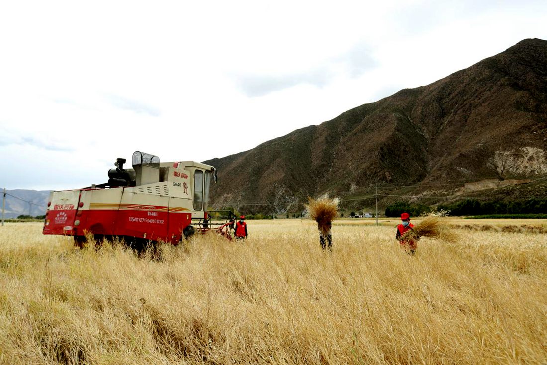 希望的田野。洛克攝