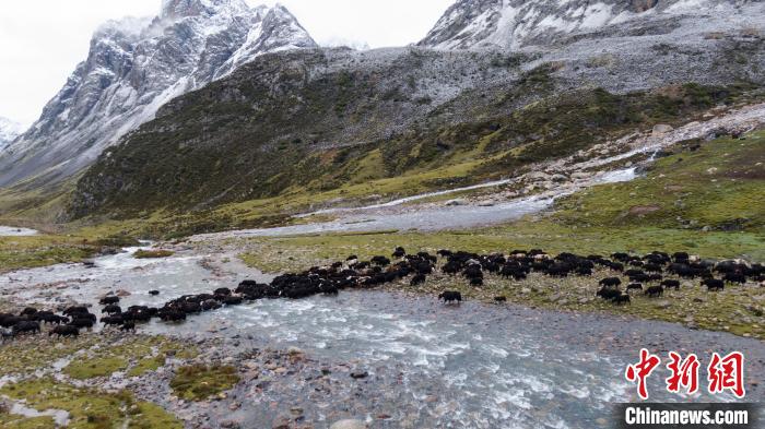 圖為轉場中的牦牛。　洛克 攝