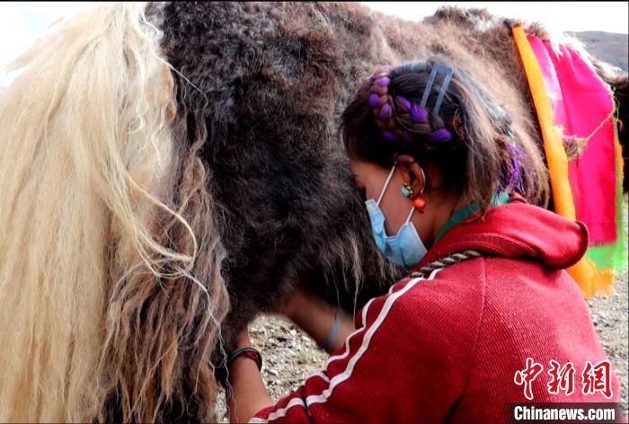 圖為牧民正在擠奶?！∪湛t文聯(lián)供圖