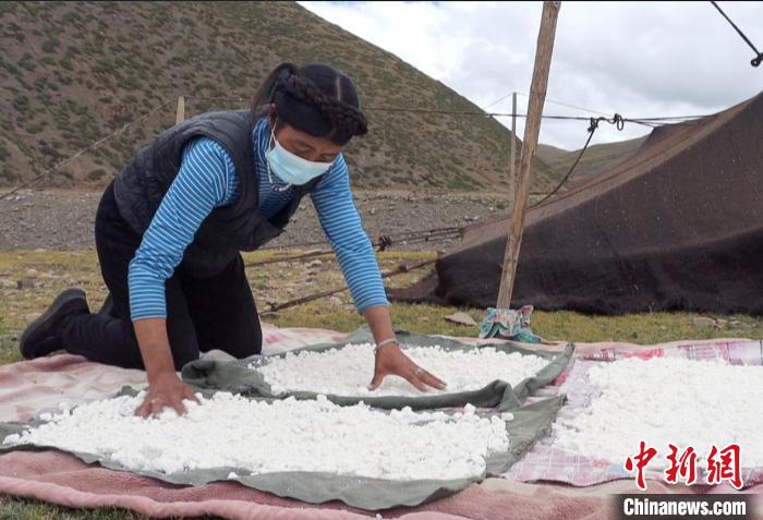 圖為牧民正在制作奶渣?！∪湛t文聯(lián)供圖