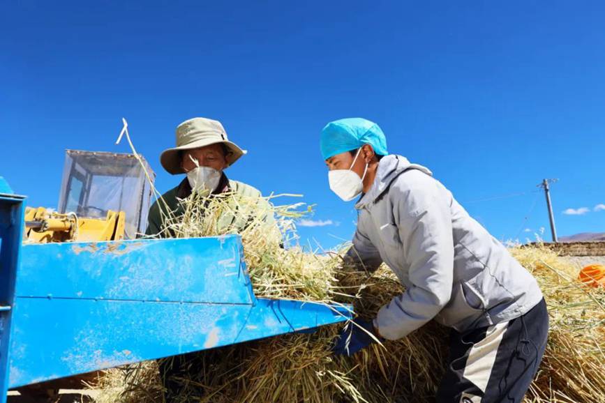 西藏吉?。簬愠两襟w驗(yàn)秋收打場(chǎng)【4】