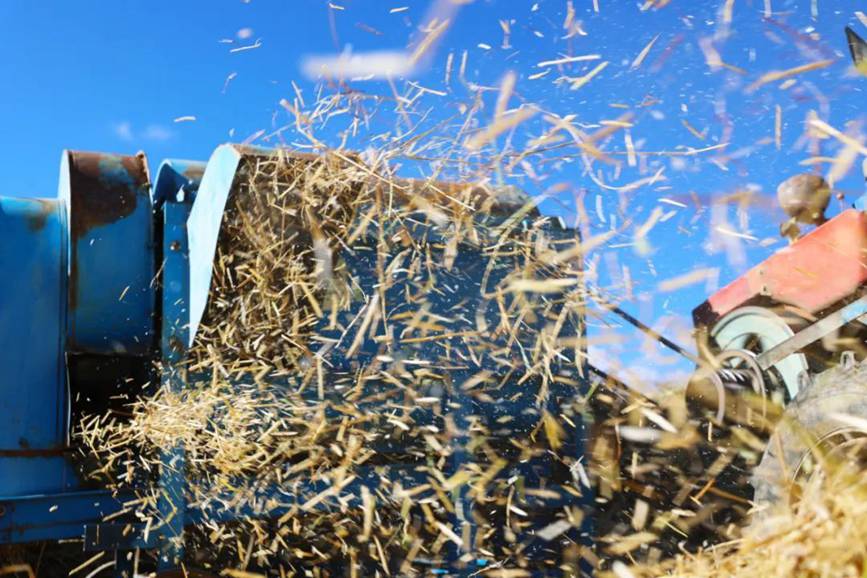 西藏吉?。簬愠两襟w驗(yàn)秋收打場(chǎng)【7】