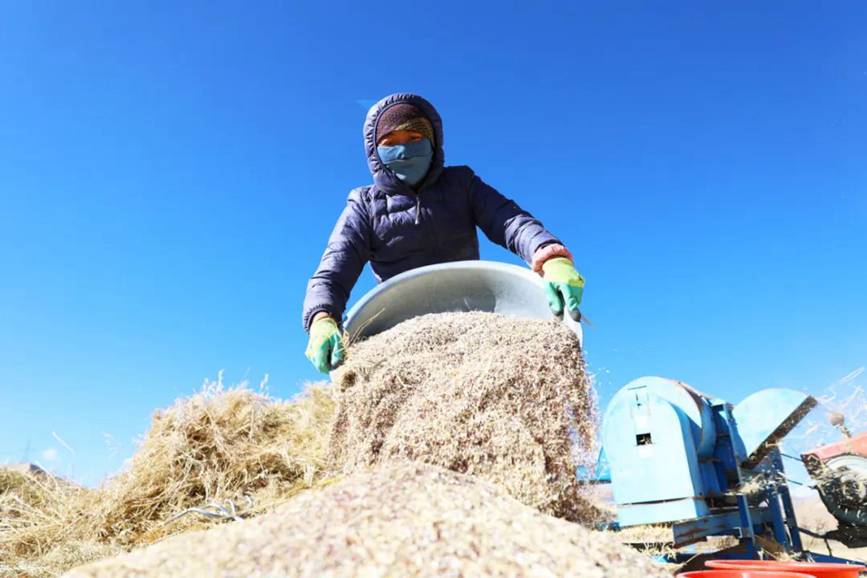 西藏吉隆：帶你沉浸式體驗(yàn)秋收打場(chǎng)【8】