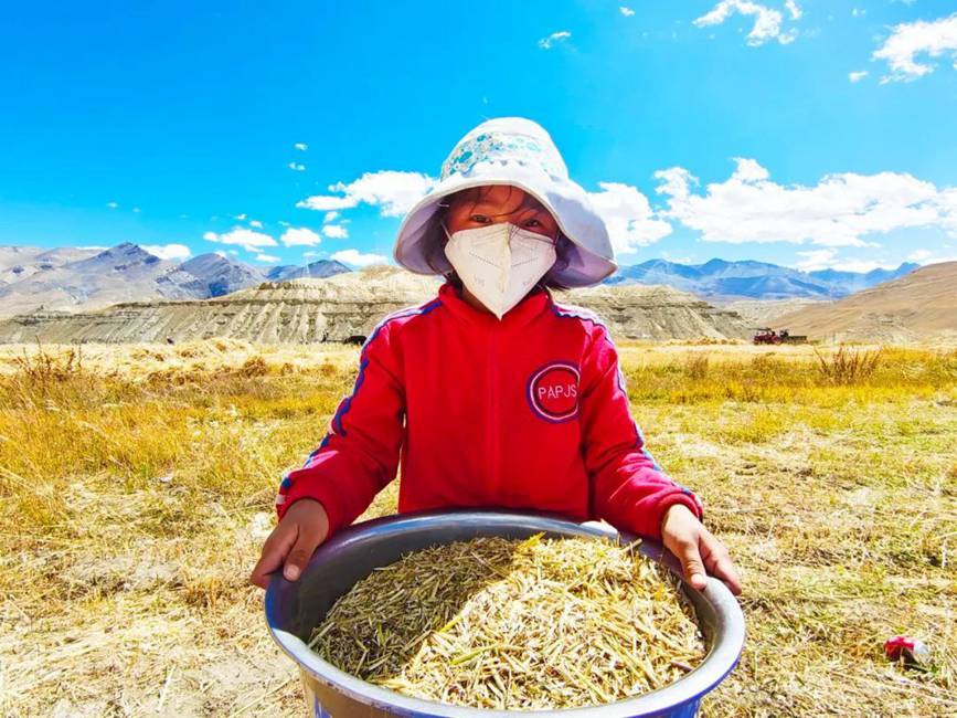 西藏吉?。簬愠两襟w驗(yàn)秋收打場(chǎng)【9】