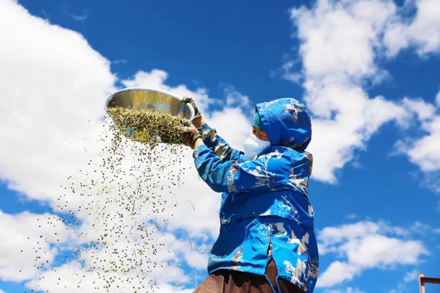 西藏吉?。簬愠两襟w驗(yàn)秋收打場(chǎng)【12】