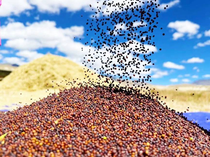 西藏吉隆：帶你沉浸式體驗(yàn)秋收打場(chǎng)【13】