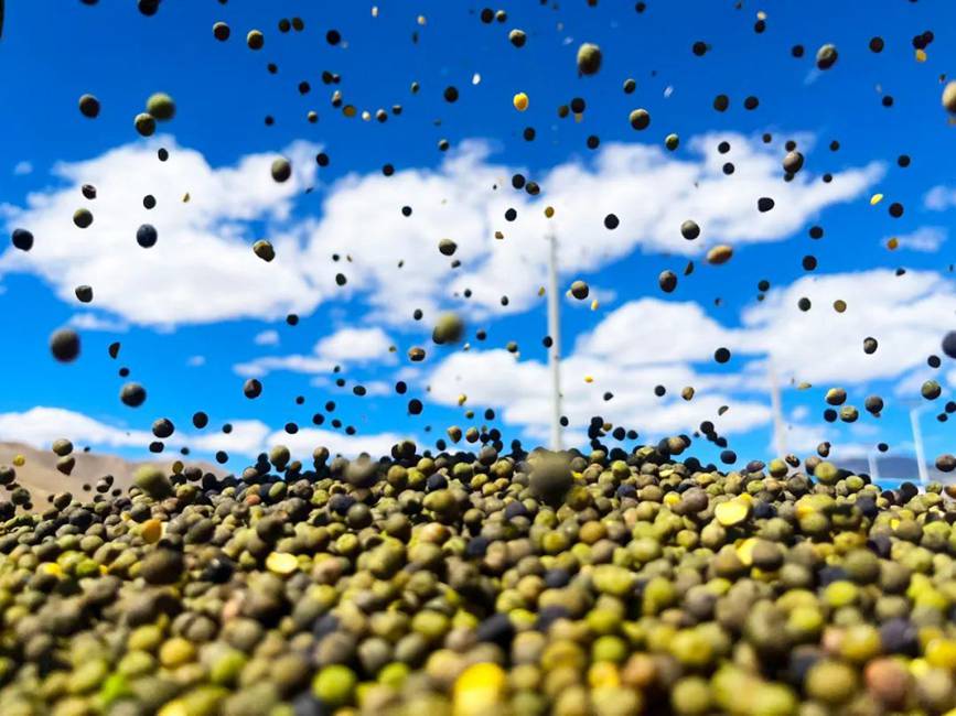 西藏吉?。簬愠两襟w驗(yàn)秋收打場(chǎng)【14】