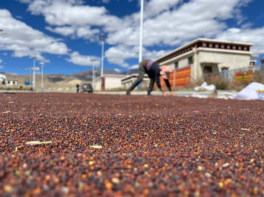 西藏吉?。簬愠两襟w驗(yàn)秋收打場(chǎng)【15】