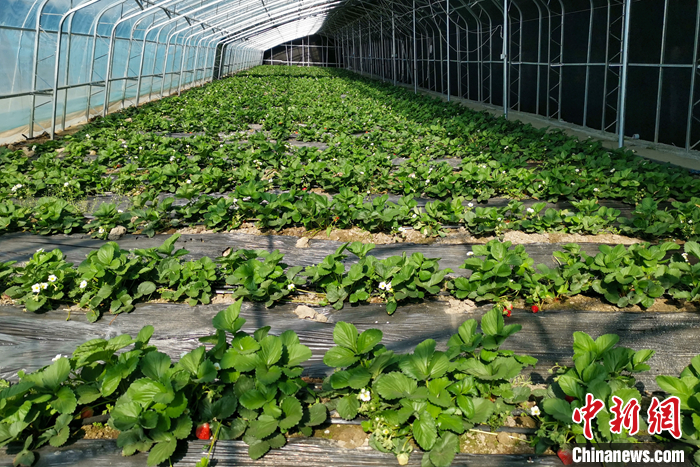 圖為10月21日，康馬縣薩馬達(dá)鄉(xiāng)高原溫室大棚內(nèi)的草莓長(zhǎng)勢(shì)良好。<a target='_blank' href='/'><p  align=