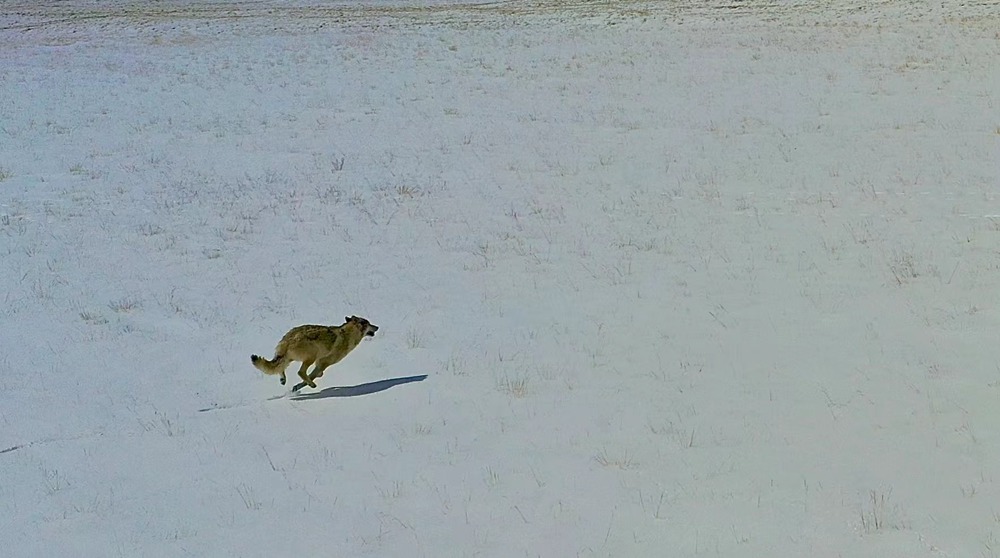 雪地里疾馳的阿里“狼”。