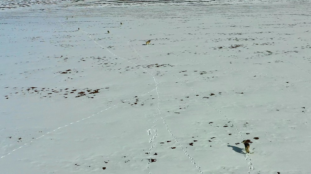 天地一色，狼群在雪地里不斷地向前奔跑。