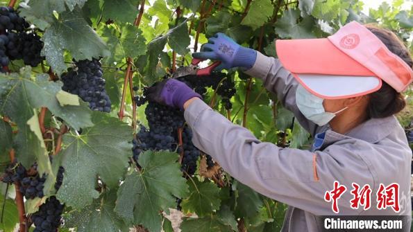 圖為當(dāng)?shù)卮迕癫烧咸?。　山南桑日縣委宣傳部提供