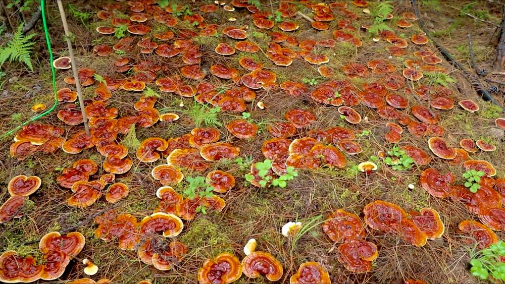 靈芝長勢喜人。