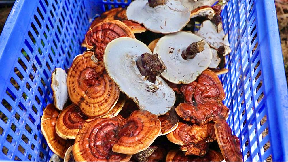 喜獲豐收。