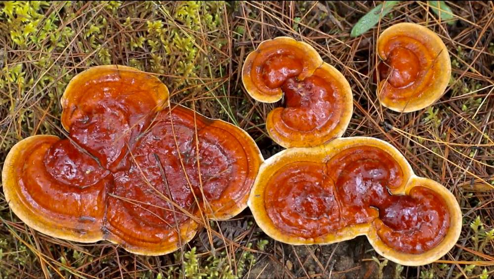 破土而出的靈芝宛如一把把撐開的“小雨傘”。