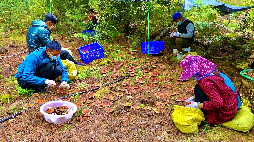 采摘靈芝。