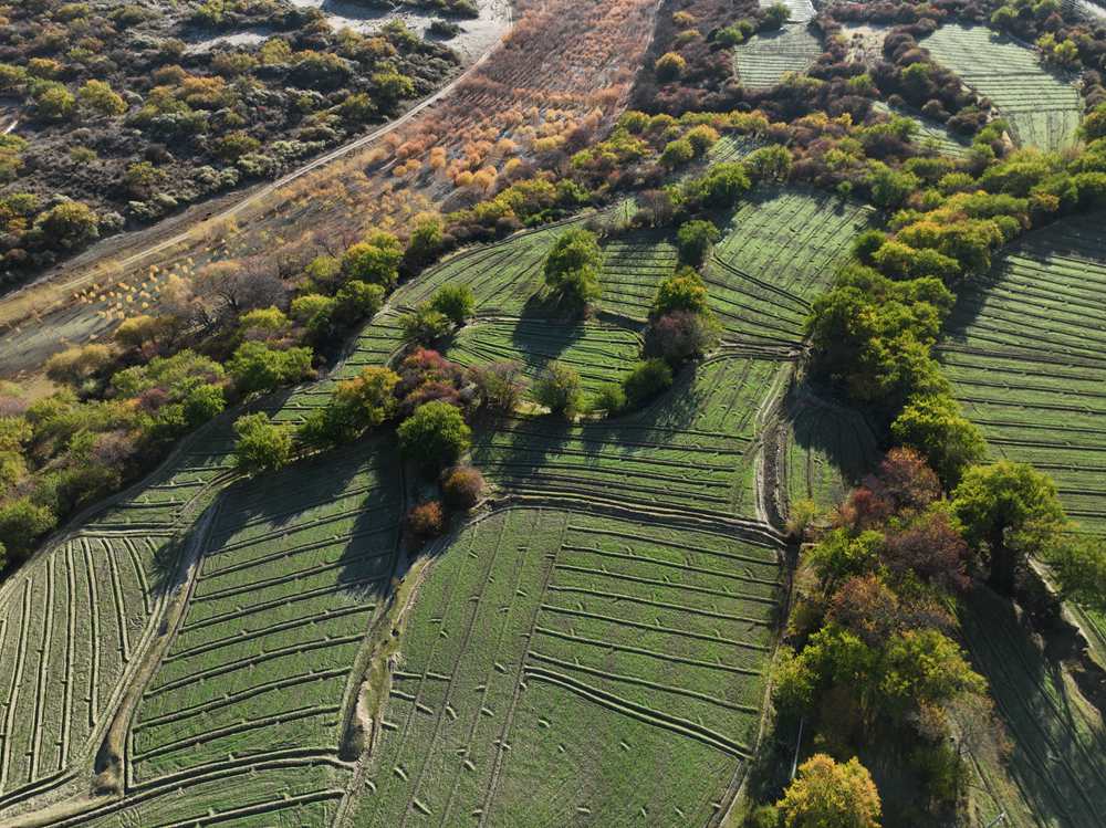 雅魯藏布江畔的高原梯田。