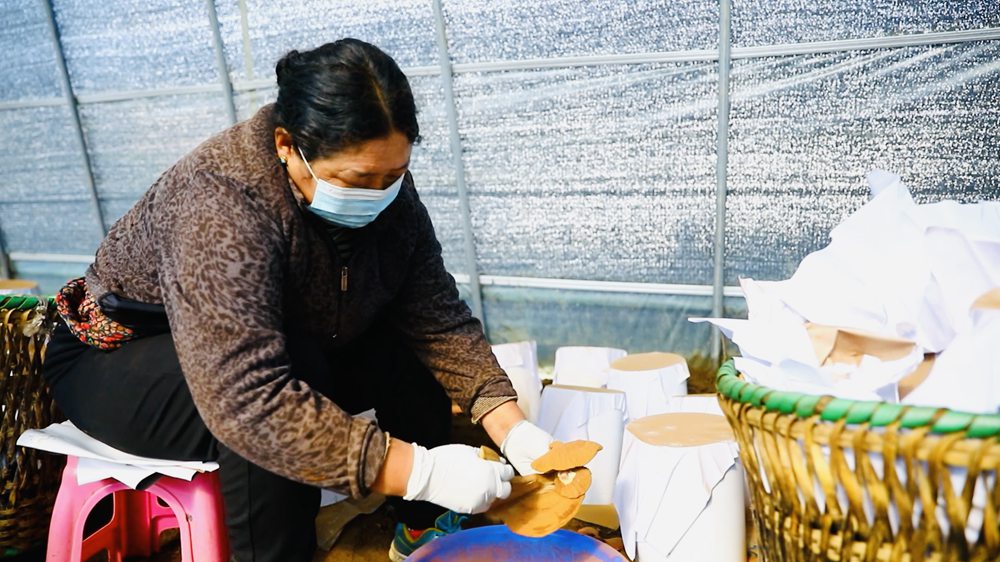 采收靈芝孢子粉。