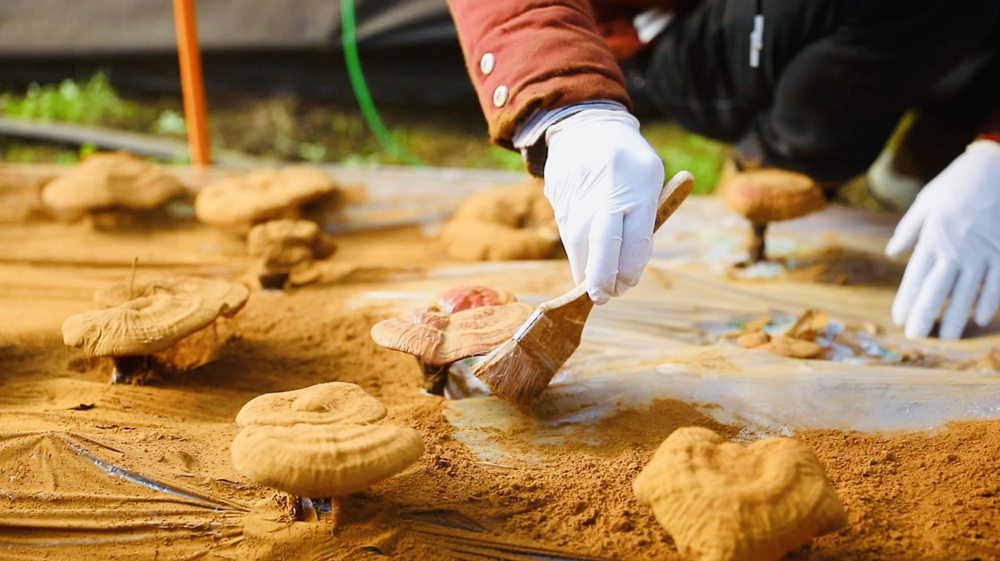 采收靈芝孢子粉。