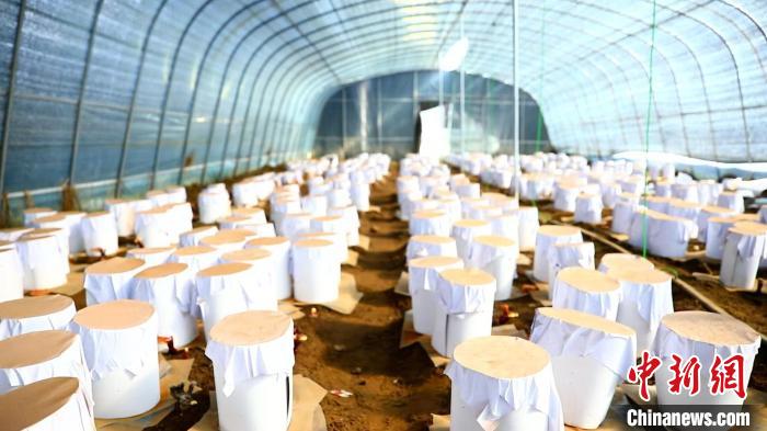 圖為靈芝套袋?！∴嚢?攝