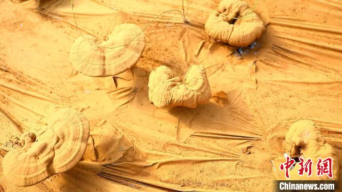 圖為靈芝基地內(nèi)孢子粉布滿塑料膜?！〉录?攝