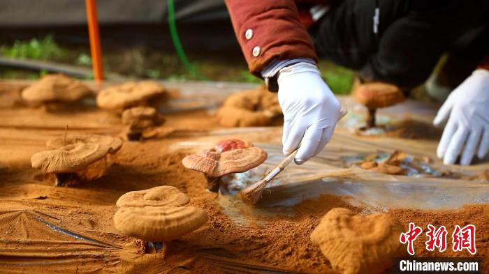 圖為農(nóng)民采收靈芝孢子粉。　德吉 攝