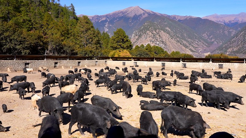 養(yǎng)殖基地里的藏香豬。