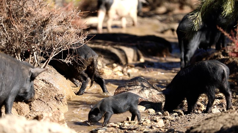 藏香豬在喝水。