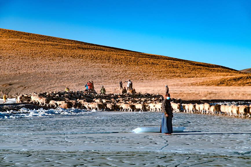 牧民趕著羊群，準(zhǔn)備通過冰面。 覃穎華攝