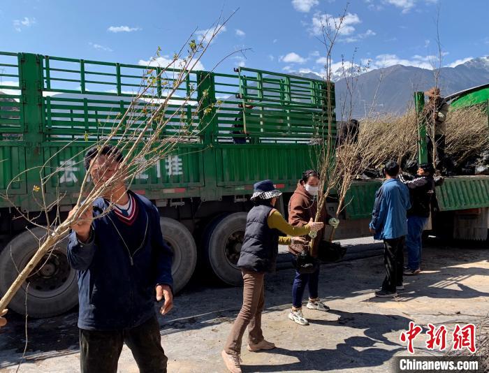 民眾搬運苗木?！〔际忻⒖悼h委宣傳部供圖