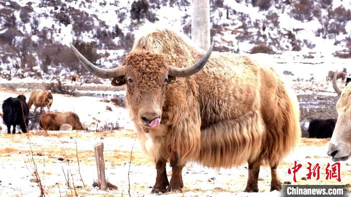 圖為角木那村生態(tài)散養(yǎng)的牦牛?！“蜕Ｇ?　攝