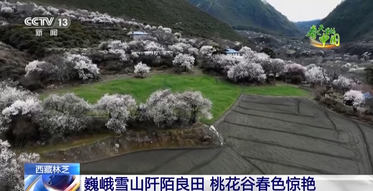 西藏林芝:巍峨雪山阡陌良田 桃花谷春色驚艷