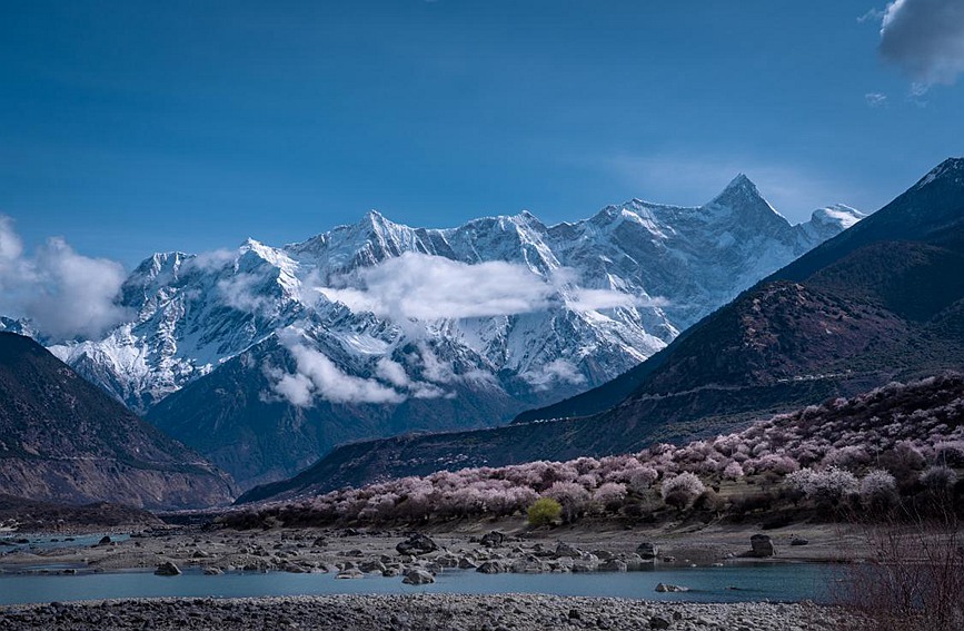 雪山下的桃花。張靜攝