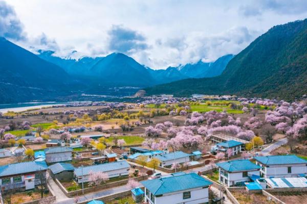 人間桃花源！林芝桃花有多絕？