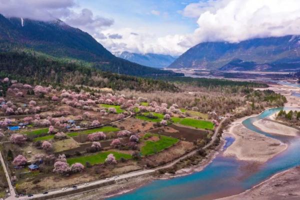 人間桃花源！林芝桃花有多絕？