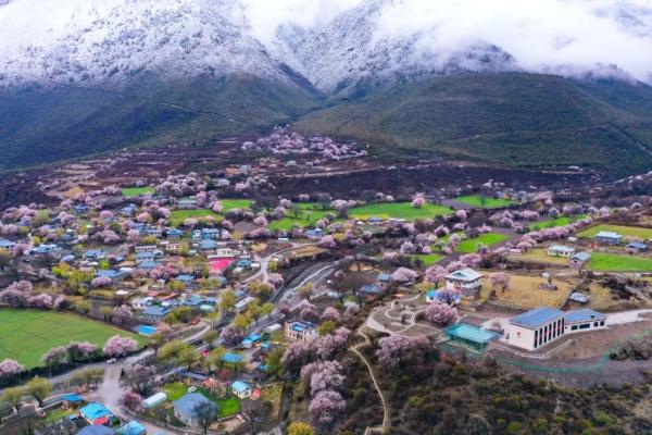 人間桃花源！林芝桃花有多絕？