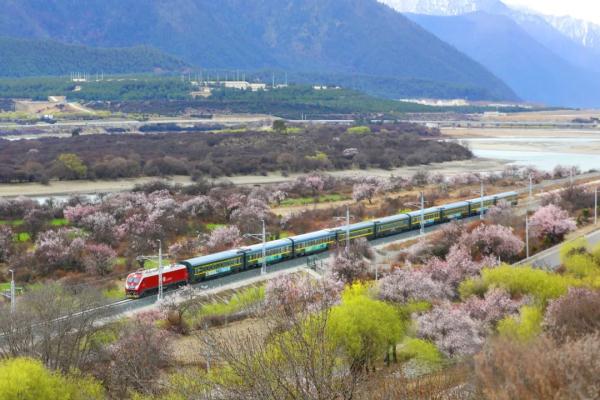 人間桃花源！林芝桃花有多絕？