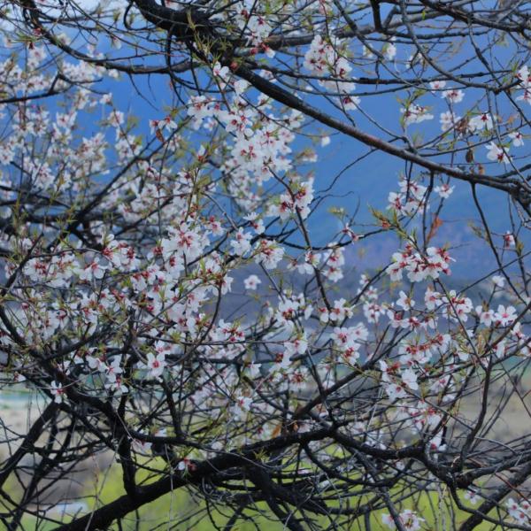 人間桃花源！林芝桃花有多絕？